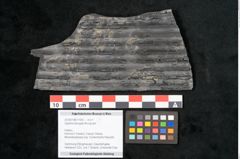 Foto (Objekt + Etikett) von Sigillaria elongata Brongniart (NHMW-GEO-2024-0188-11060)